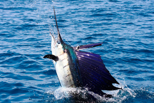 Costa Rica Sportfishing Tours